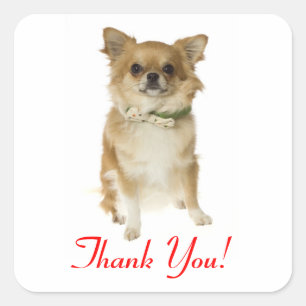 Dank je Langharige Chihuahua Begroetingssticker Vierkante Sticker