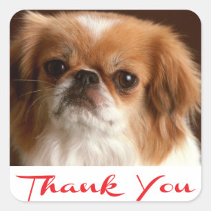 Dank je Pekingees Puppies Hond Greeting Stickers