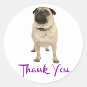 Dank Je Pug Puppies Hond Grappige Sticker / Label