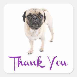 Dank Je Pug Puppies Hond Grappige Sticker / Label