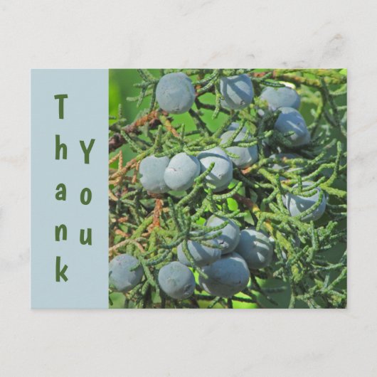 Dank je Spring Pine Berries Foto appreciatie Briefkaart (Voorkant)