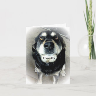 Dank je wel Dog Bedankkaart