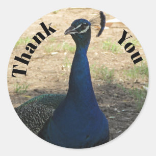 Dank je wel Peacock Foto: Bright Blue Feathers Bir Ronde Sticker