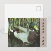 Dank je wel Wilde Eend Foto Natuurwaardering Briefkaart (Voorkant / Achterkant)