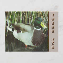 Dank Je Wilde Eend Foto Natuurwaardering Briefkaart