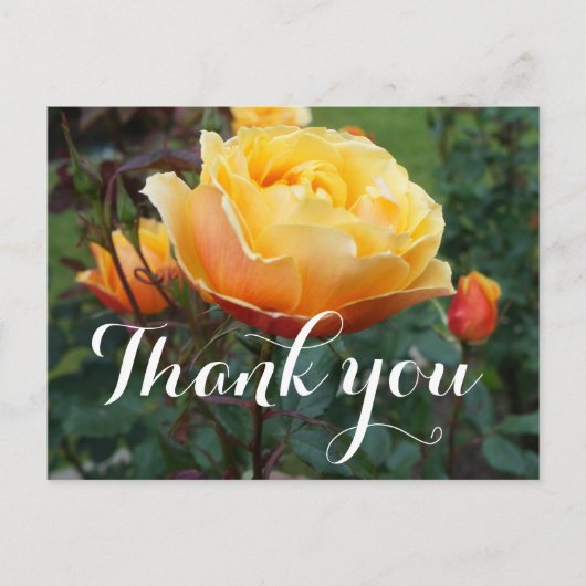 Dank U About Face Rose #2 Ansichtkaart Briefkaart (Voorkant)