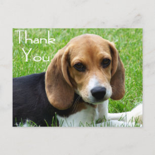 Dank u Beagle Puppy Dog Greeting Post Kaart