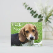 Dank u Beagle Puppy Dog Greeting Post Kaart (Staand voorkant)