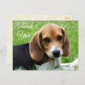 Dank u Beagle Puppy Dog Greeting Post Kaart (Voorkant / Achterkant)