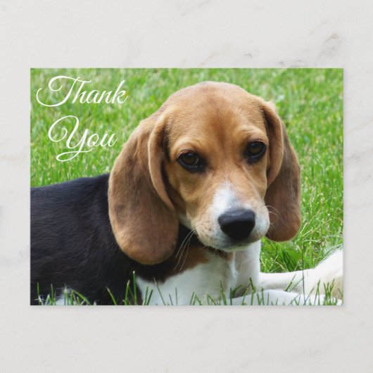 Dank u Beagle Puppy Dog Greeting Post Kaart (Voorkant)