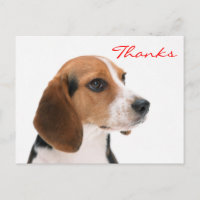 Dank u Beagle Puppy Dog Groeten Briefkaart