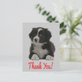 Dank u Border Collie Puppy Dog Post Kaart (Staand voorkant)