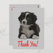 Dank u Border Collie Puppy Dog Post Kaart (Voorkant / Achterkant)