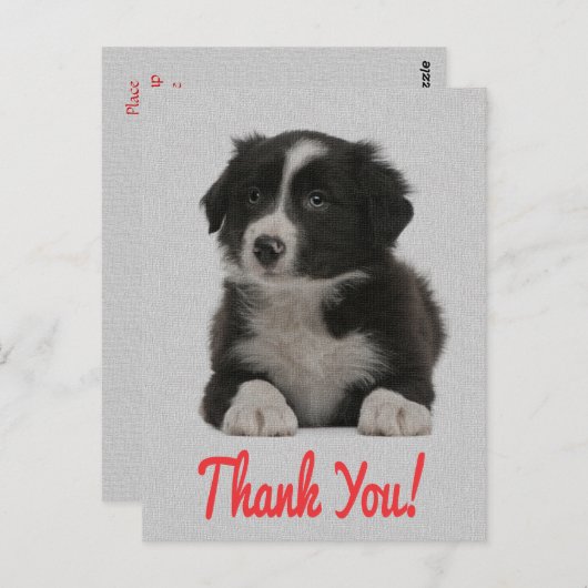 Dank u Border Collie Puppy Dog Post Kaart (Voorkant / Achterkant)