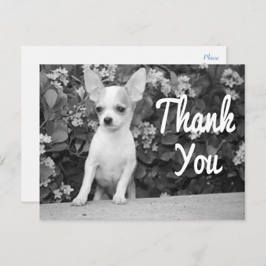 Dank u Chihuahua Puppy Dog Briefkaart (Voorkant / Achterkant)