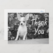 Dank u Chihuahua Puppy Dog Briefkaart (Voorkant / Achterkant)