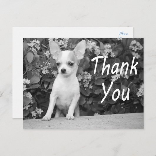 Dank u Chihuahua Puppy Dog Briefkaart (Voorkant / Achterkant)