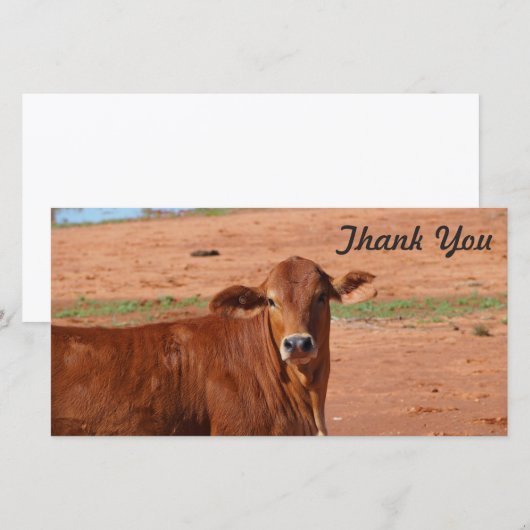 Dank u fotokaart - Rundvee Bedankkaart (Voorkant / Achterkant)
