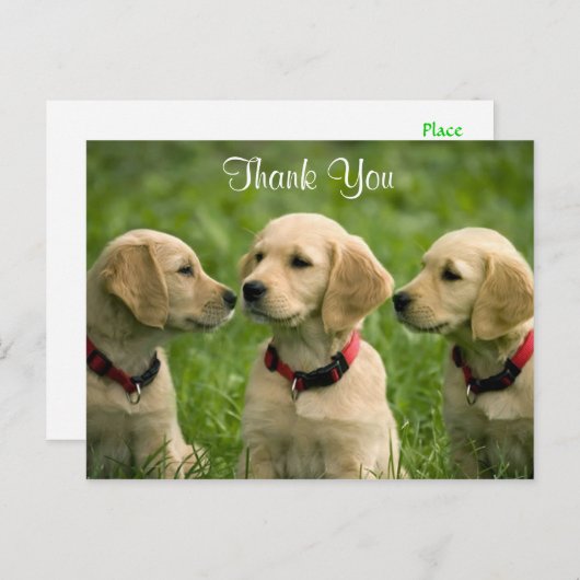 Dank u Golden Retriever Puppies Briefkaart (Voorkant / Achterkant)