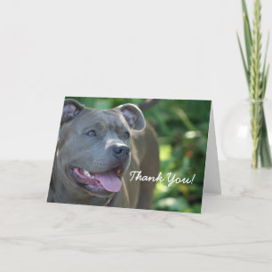 Dank u het Blauwe wenskaart van de pitbullhond Bedankkaart
