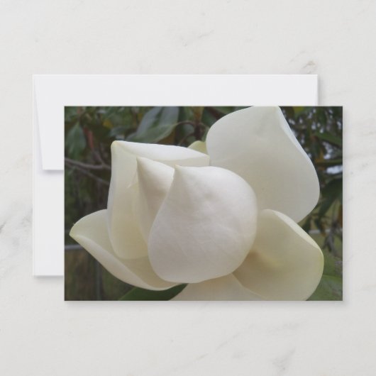Dank u kaart met witte Magnolia Bloem (Voorkant)