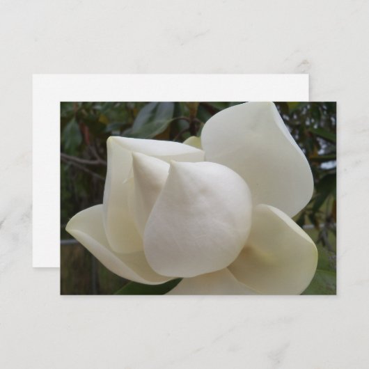 Dank u kaart met witte Magnolia Bloem (Voorkant / Achterkant)