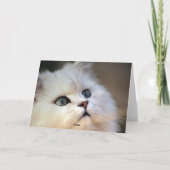 Dank u - Kitten Bedankkaart (Achterkant)