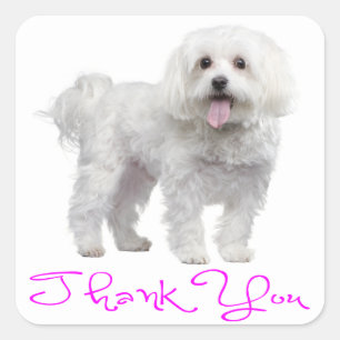 Dank u Maltese Puppy Dog Sticker