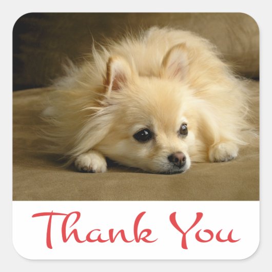 Dank u Pomeranian Puppy Dog Stickers / labels (Voorkant)