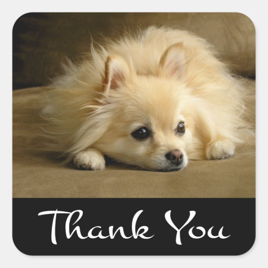 Dank u Pomeranian Puppy Dog Stickers / labels (Voorkant)