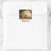 Dank u Pomeranian Puppy Dog Stickers / labels (Tas)