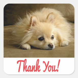 Dank u Pomeranian Puppy Dog Stickers / labels