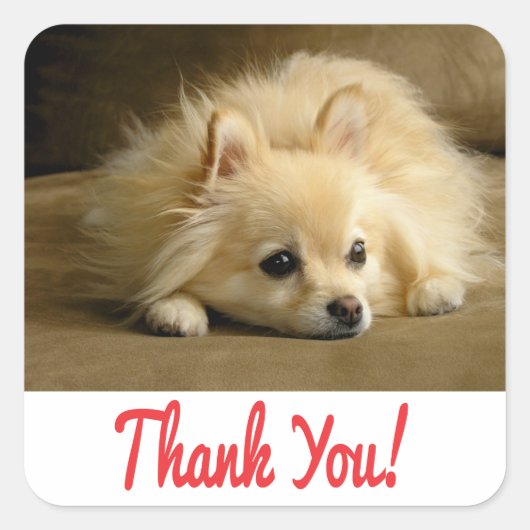Dank u Pomeranian Puppy Dog Stickers / labels (Voorkant)