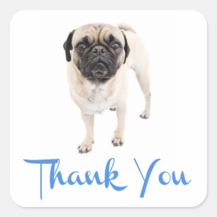 Dank u Pug Puppy Dog Groet Sticker / Label
