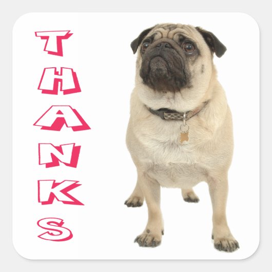 Dank u Pug Puppy Dog Stickers / zeehonden (Voorkant)