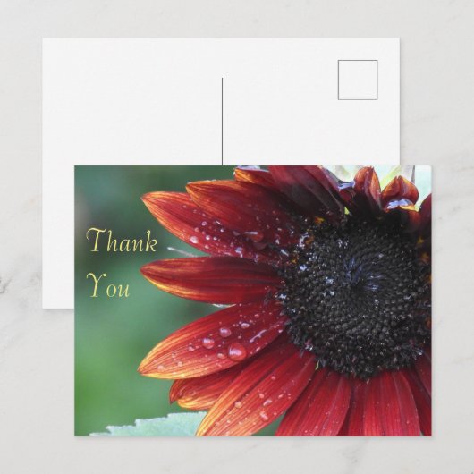 Dank u Rode Zonnebloem Briefkaart (Voorkant / Achterkant)