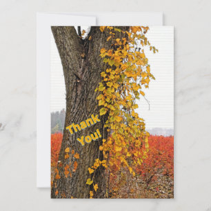 DANK U//TREE, VINE, BLUEBERRY VELDEN