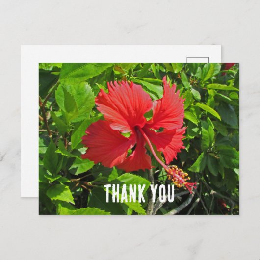 Dank u voor de tropische ventilator, helder roze F Briefkaart (Voorkant / Achterkant)