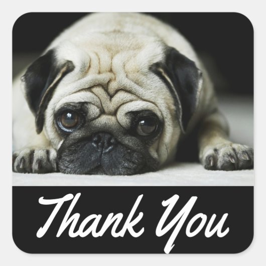 Dank u wel Pug Puppy Dog Black Canine Vierkante Sticker (Voorkant)
