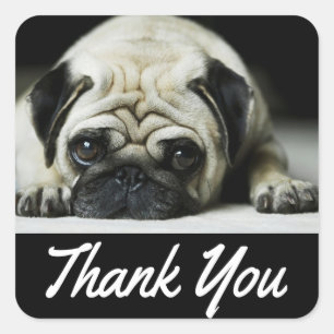 Dank u wel Pug Puppy Dog Black Canine Vierkante Sticker