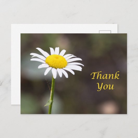 Dankbaarheid Blooms: Een Wilde Daisy Dank je Briefkaart (Voorkant / Achterkant)