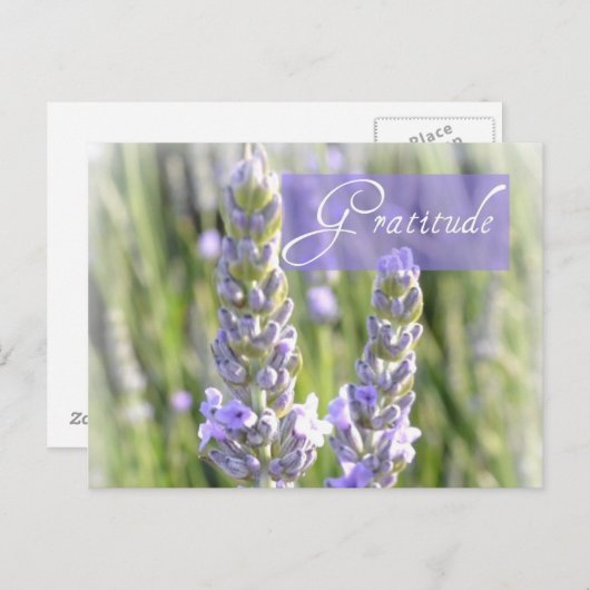 Dankbaarheid Lavendel Bloemen Post Kaart (Voorkant / Achterkant)