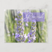 Dankbaarheid Lavendel Bloemen Post Kaart (Voorkant)