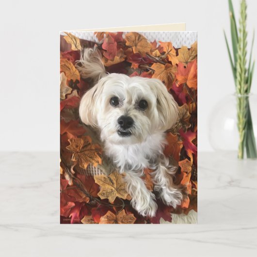 Dankbare Morkie I - Blanco kaart (Voorkant)