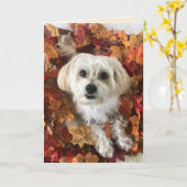 Dankbare Morkie I - Blank Kaart (Gele Bloem)