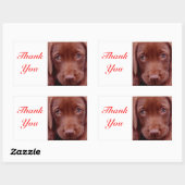 Dankjewel Chocolade Labrador Retriever Sticker (Vel)