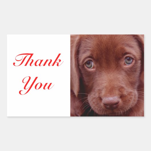 Dankjewel Chocolade Labrador Retriever Sticker (Voorkant)
