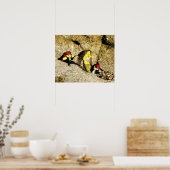 Danni het Poster Mermaid en Pirates (Keuken)