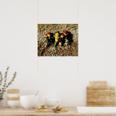 Danni the Mermaid and the Pirates Poster (Keuken)