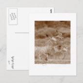 Dans van de kranen briefkaart (Voorkant / Achterkant)